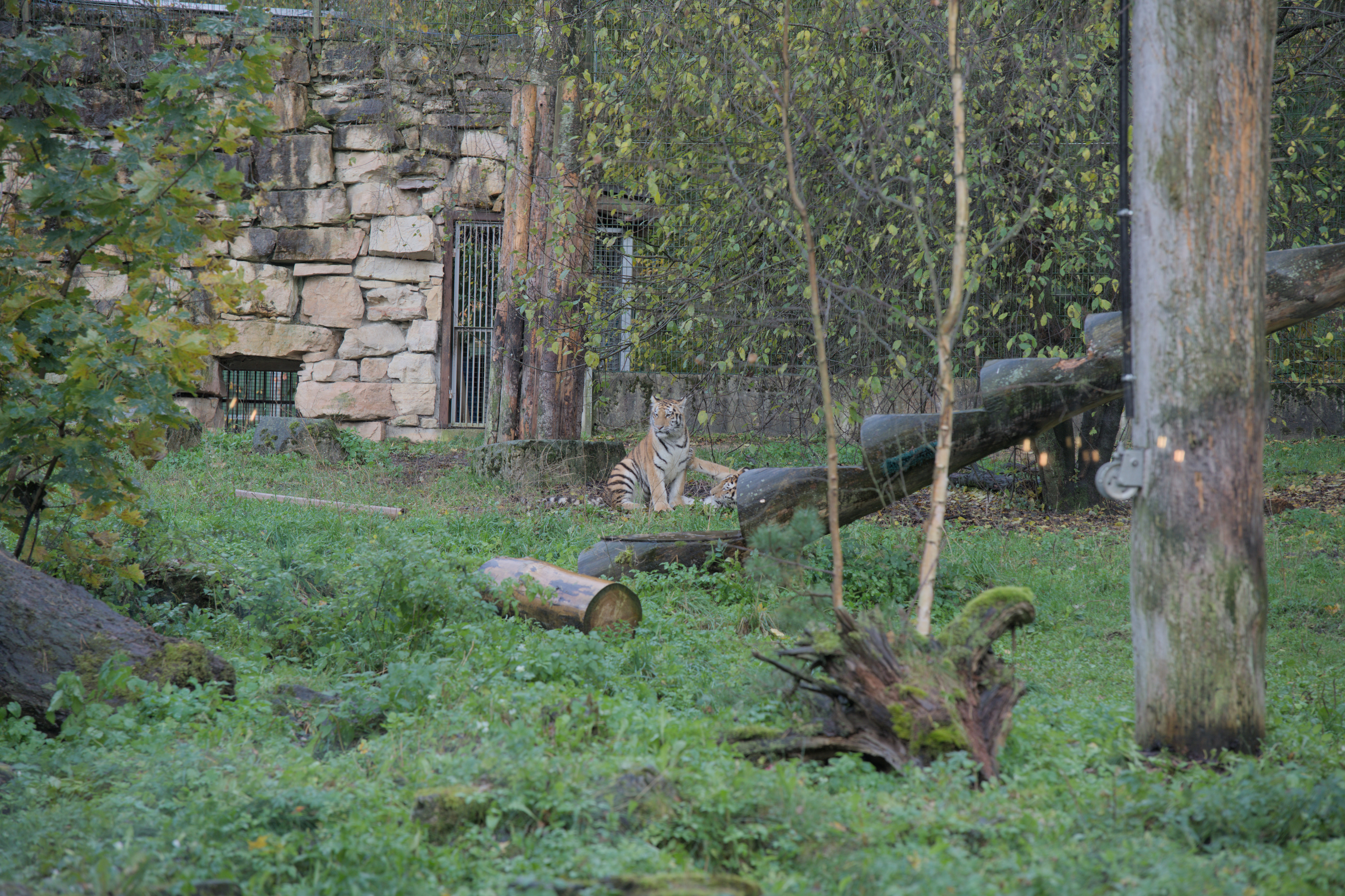 2025/10/12 - zoo/DSC_0118.jpg